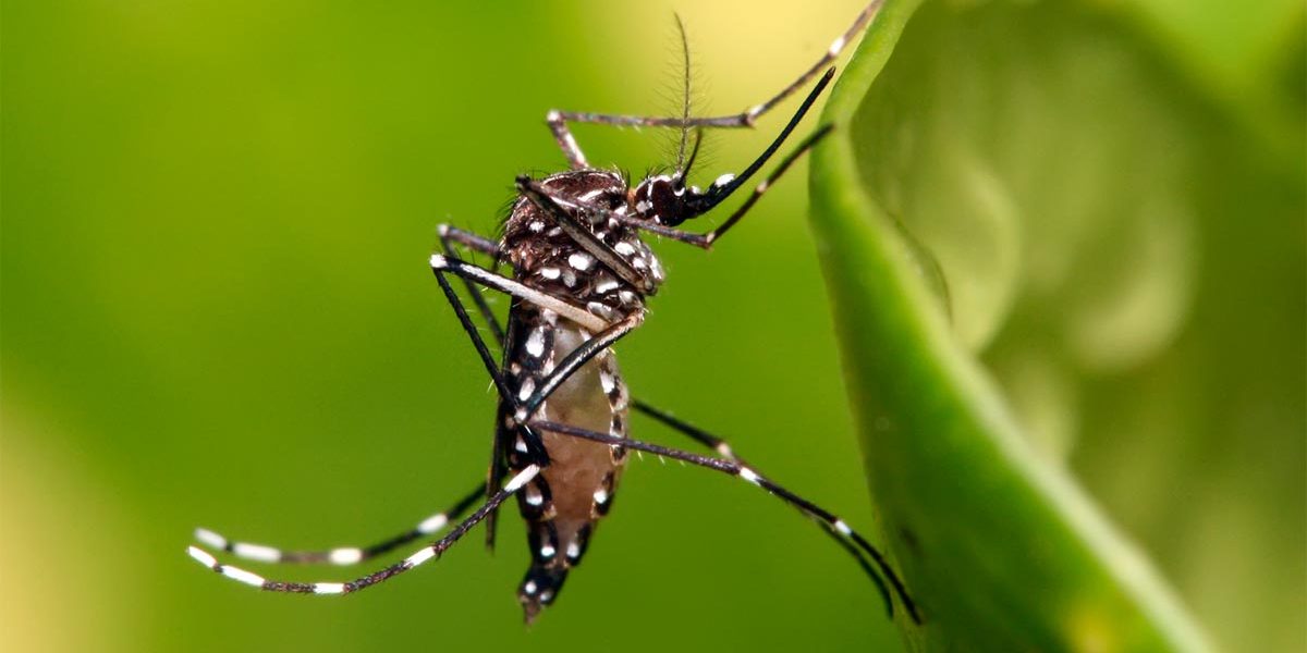 Dengue: Se realizó una reunión informativa de la Comisión de Salud de la Legislatura porteña