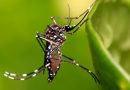 Dengue: Se realizó una reunión informativa de la Comisión de Salud de la Legislatura porteña
