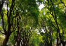 «Los árboles son infraestructura ecológica esencial”