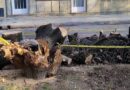 Pedidos de informes por extracciones de árboles en plazas de Parque Chas